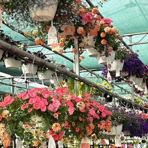 Special offers from Drew's Garden